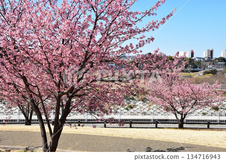 Kawazu cherry blossoms in full bloom in the park, walking paths, and a view of Shonan Life Town Kawazu cherry blossoms in full bloom in the park, walking paths, and a view of Shonan Life Town 134716943