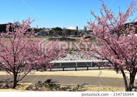 Kawazu cherry blossoms in full bloom in the park, walking paths, and a view of Shonan Life Town Kawazu cherry blossoms in full bloom in the park, walking paths, and a view of Shonan Life Town 134716944