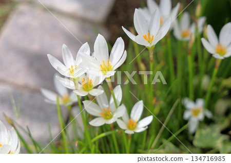 Refreshing Tamasudare flowers Refreshing Tamasudare flowers 134716985