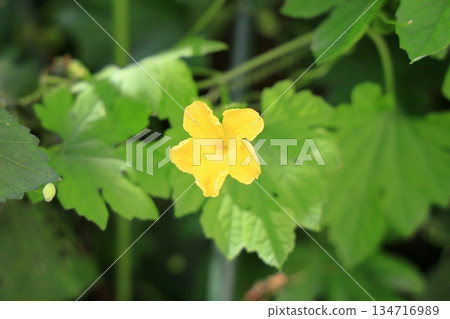 Cute bitter melon flower Cute bitter melon flower 134716989