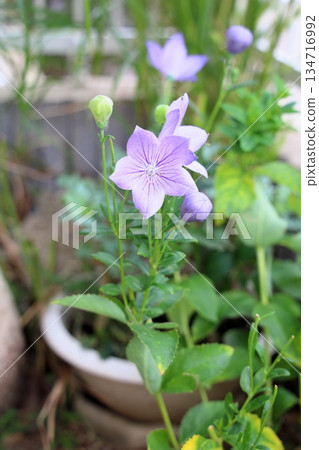 Refreshing bellflower flower, one of the seven herbs of autumn 134716992