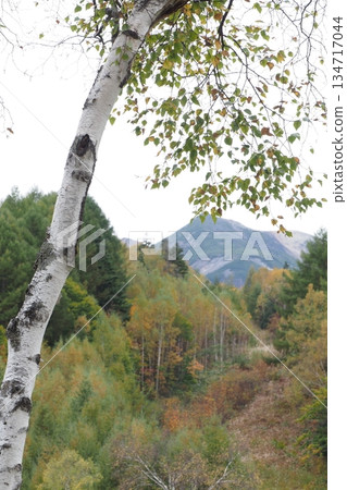 Birch trees and Mount Norikura 134717044