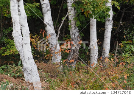 Birch trees on Norikura Plateau 134717048