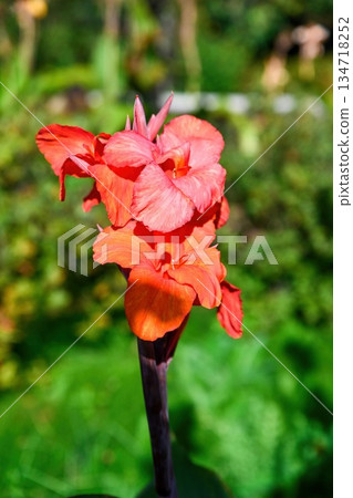 Close up of red canna lily Oiseau de Feu flower on a single stem showing petal texture and rich color in natural garden light. Close up of red canna lily Oiseau de Feu flower on a single stem showing petal texture and rich color in natural garden light. 134718252