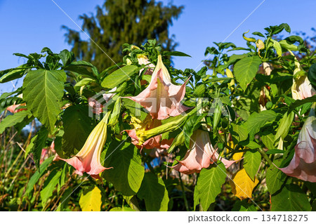 Pink peach Brugmansia flower hanging in warm evening light with lush green foliage in a garden of Primorsky Krai, autumn season, no people, copy space. Pink peach Brugmansia flower hanging in warm evening light with lush green foliage in a garden of Primorsky Krai, autumn season, no people, copy space. 134718275