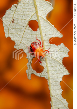 Spined soldier bug 134718431