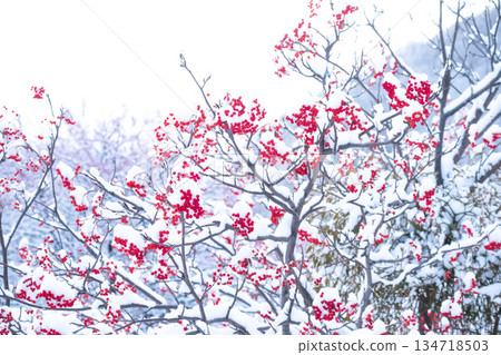Snow and rowan Snow and rowan 134718503