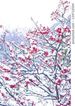 雪和花楸樹的垂直組成 134718504