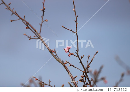 櫻花 櫻花 134718512
