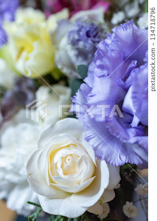 Carnation Carnation 134718796