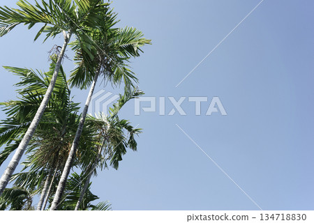 Real organic photo green palm botanical neutral tones natural aesthetic view blue sky summer themes Real organic photo green palm botanical neutral tones natural aesthetic view blue sky summer themes 134718830