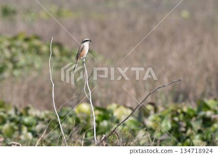 棕背伯勞 棕背伯勞 134718924