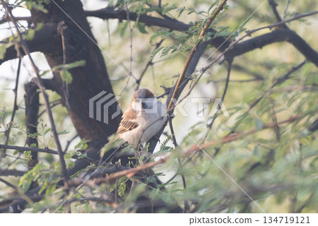 Indus sparrow male Indus sparrow male 134719121