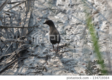 紅胸田雞 紅胸田雞 134719364