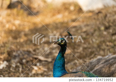 the peacock on the grass 134719952