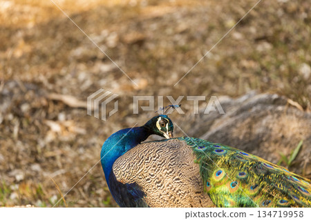 portrait of a peacock 134719958