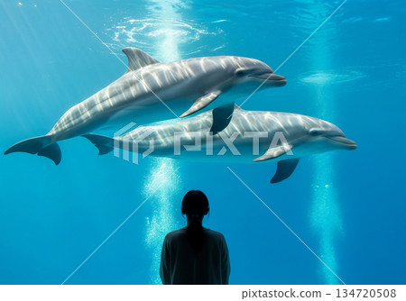 一位女士正在觀看兩隻海豚在波光粼粼的水族箱中優雅地遊動。 134720508