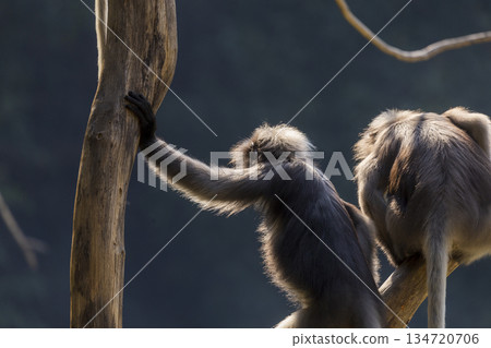 Dusky Langur in the tree 134720706