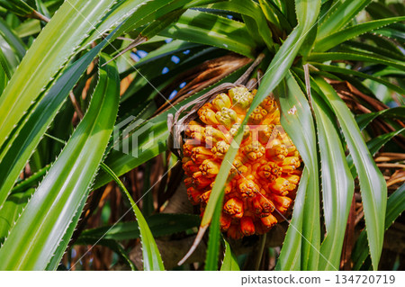 沖繩萬座毛海岸邊的奇特熱帶林投果實 134720719