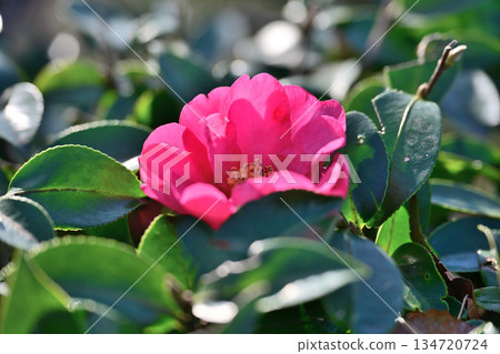 一朵紅山茶花在冬日的陽光下優雅綻放。 134720724