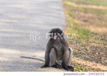 Dusky Langur sitting on the ground Dusky Langur sitting on the ground 134720725