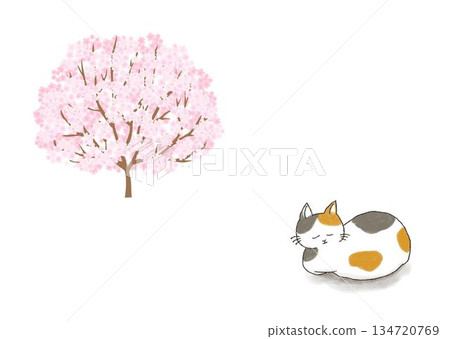 貓咪和櫻花相框 貓咪和櫻花相框 134720769