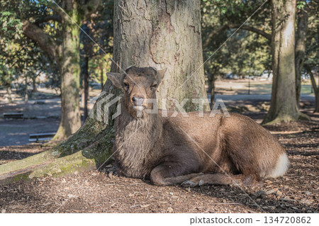 奈良公園淺治原公園的梅花鹿（雄性） 134720862