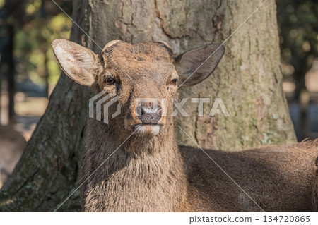Sika deer (male) at Asajigahara Park in Nara Park 134720865