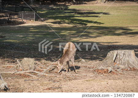 Sika deer (female) at Asajigahara Park in Nara Park 134720867