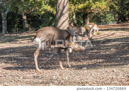 Sika deer (male) at Asajigahara Park in Nara Park Sika deer (male) at Asajigahara Park in Nara Park 134720869