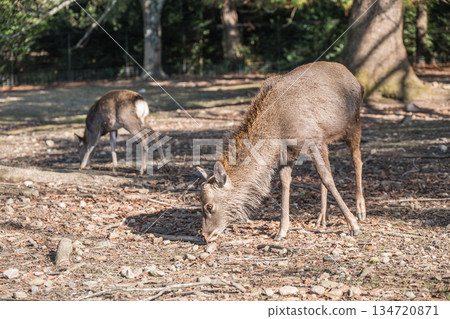 奈良公園淺治原公園的梅花鹿(雄性) 奈良公園淺治原公園的梅花鹿(雄性) 134720871