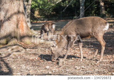奈良公園淺治原公園的梅花鹿（雄性） 134720872
