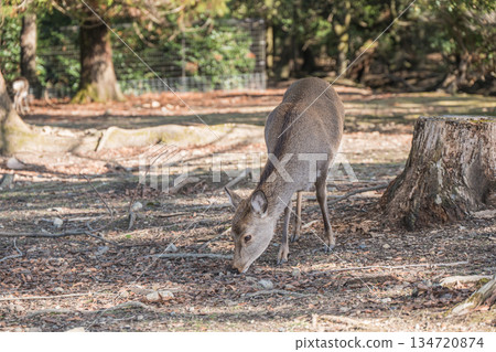 Sika deer (female) at Asajigahara Park in Nara Park 134720874