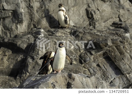 Penguin standing on rocky shore 134720951