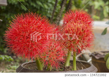 red and yellow flower in the garden red and yellow flower in the garden 134721002