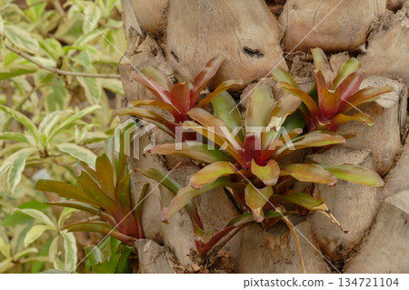 Bromeliad in tropical garden Bromeliad in tropical garden 134721104