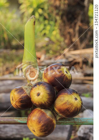 Palmyra palm fruit on floor 134721120