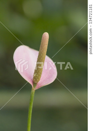 beautiful anthurium flower in nature beautiful anthurium flower in nature 134721181