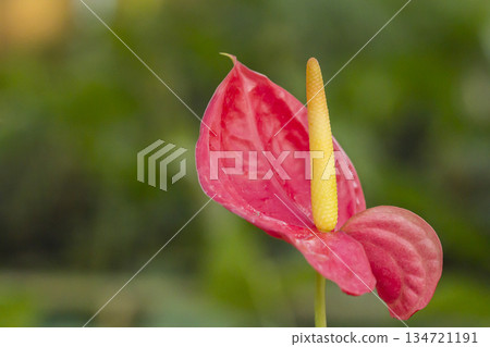 close up of beautiful anthurium flower in nature 134721191