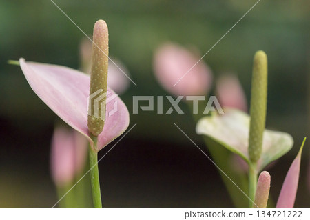 Anthurium flower on tree in garden Anthurium flower on tree in garden 134721222