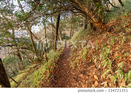 The hiking trail to Mount Kumotori in early spring 134721351