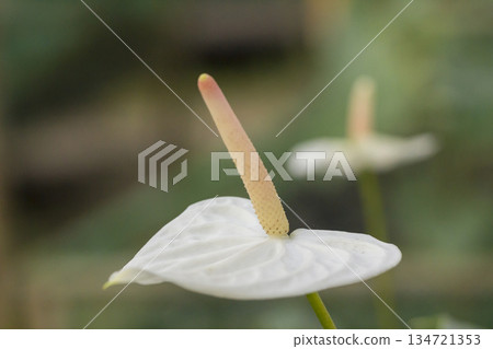 white anthurium flower in nature white anthurium flower in nature 134721353
