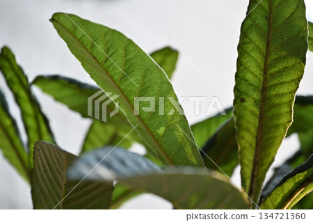 挺拔的枇杷葉伸向冬日的天空，常綠的枇杷葉 134721360