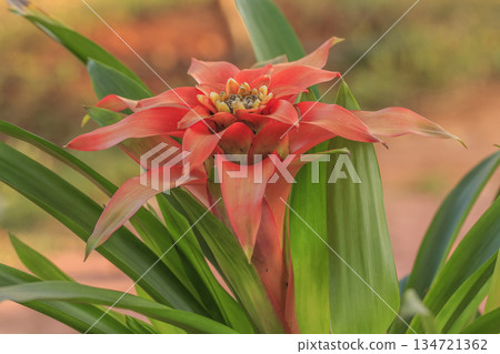 beautiful bromeliad flower in garden 134721362