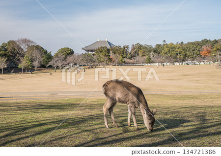 Sika deer (female) Nara Park Kasugano Garden Sika deer (female) Nara Park Kasugano Garden 134721386