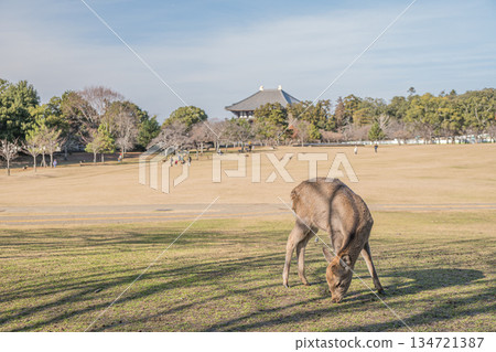 Sika deer (female) Nara Park Kasugano Garden Sika deer (female) Nara Park Kasugano Garden 134721387