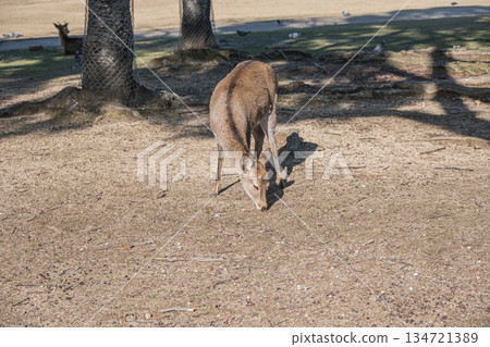 梅花鹿（雌）奈良公園春日野花園 134721389