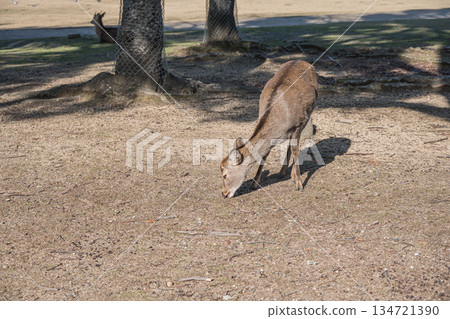 Sika deer (female) Nara Park Kasugano Garden Sika deer (female) Nara Park Kasugano Garden 134721390