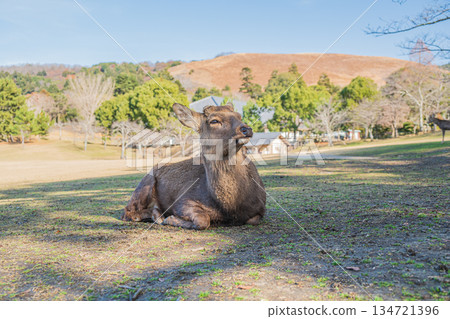 奈良公園春日野花園的梅花鹿(雄性) 奈良公園春日野花園的梅花鹿(雄性) 134721396