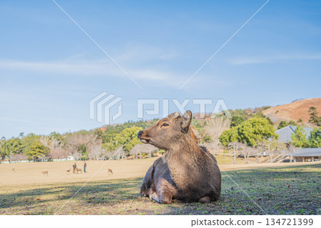 奈良公園春日野花園的梅花鹿(雄性) 奈良公園春日野花園的梅花鹿(雄性) 134721399